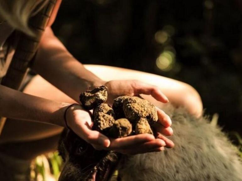 Cretan Truffle Hunting & Authentic Culinary with Cave of Zeus - Limo 3-seats Premium Class