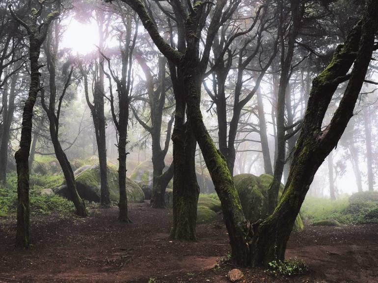 Private Evening Walk Inside the Forest: Sintra Mountains Inbetween Wolves