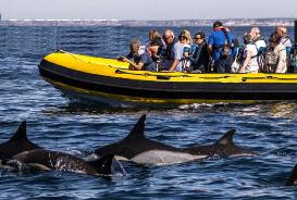 Dolphin Discovery - Private Tour
