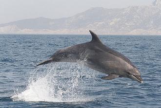 Whale Watching Tour From Seville