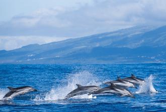 Swiming with Dolphins at Ilha Terceira (1/2 Day)