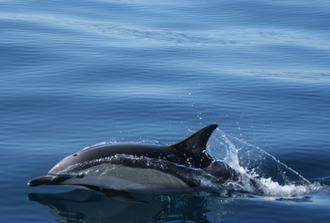 Swiming with Dolphins at São Miguel (1/2 Day)