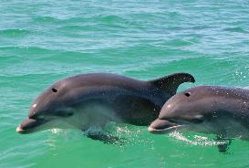 Dolphin Watching Sado River - Half Day Private Tour