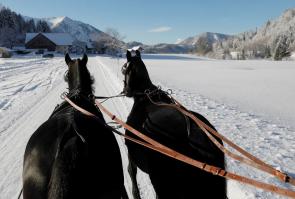 Horse drawn sleigh ride - Private Half-Day Tour