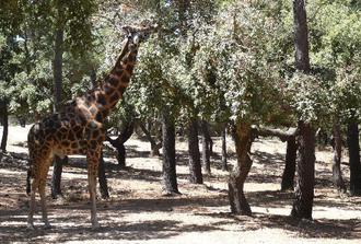 Badoca Safari Park Private Tour from Lisbon
