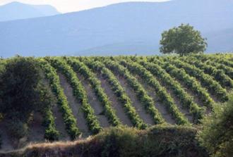 Nemea Wine Tour From Athens (2 Wineries & Lunch Included