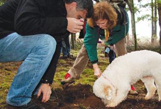 Authentic Truffle Hunting Experience with Truffle Guide and his Dogs
