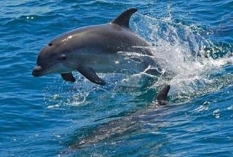 Dolphin Watching and Arrábida Private Tour