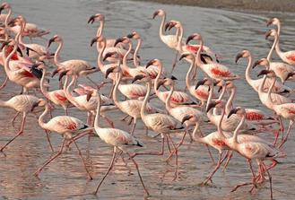Lio piccolo: flamingos & Birdwatching Bike Tour in the Venetian Lagoon