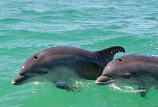 Dolphin Watching in the Wild - Half Day Private Tour