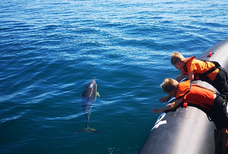 Dolphin Watching Tour
