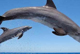 Setúbal Private Tour - Including Dolphin Watching