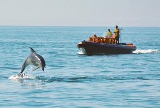 Dolphin Watching - Private Tour